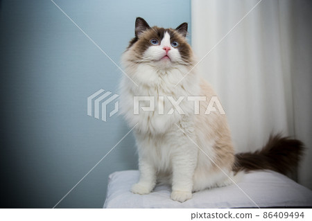 Young beautiful purebred Ragdoll cat at home 86409494