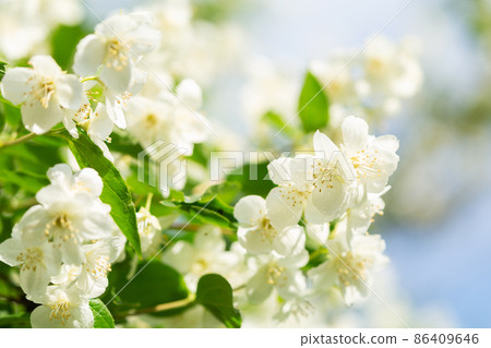 jasmine flowers on a bush jasmine flowers on a bush 86409646