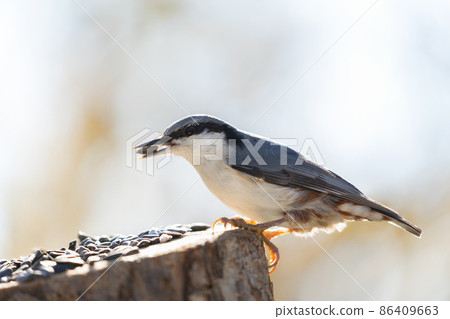 Little bird sitting on bird feeder with sunflower seeds. European nuthatch 86409663