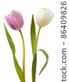 White and pink tulips 86409826