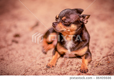 Chihuahua dog lies on the sand in the forest. Chihuahua is resting in nature. 86409886