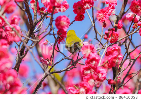 White-eye perching on a plum blossom in full bloom White-eye perching on a plum blossom in full bloom 86410058