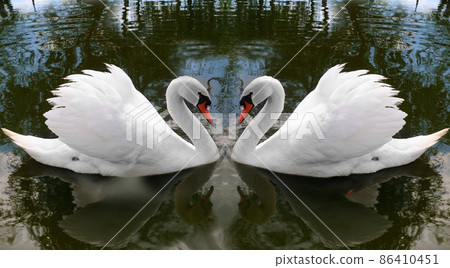 White two swan on a background of lakes. 86410451
