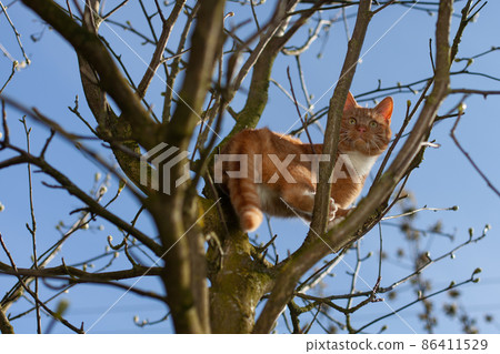 A beautiful red cat trapped in a tree, looking for help. A beautiful red cat trapped in a tree, looking for help. 86411529