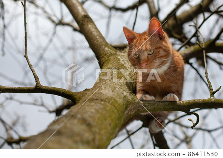 A beautiful red cat trapped in a tree, looking for help. 86411530