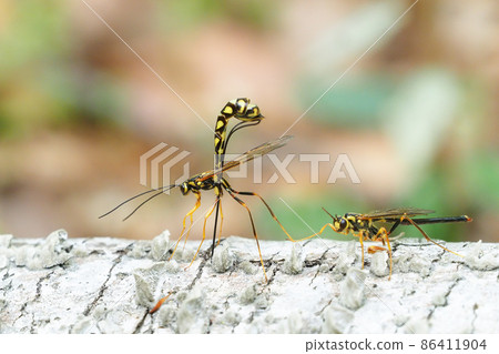 A type of onagabachi (female) and male to insert the ovipositor A type of onagabachi (female) and male to insert the ovipositor 86411904