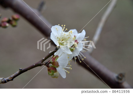 梅花 梅花 86411936