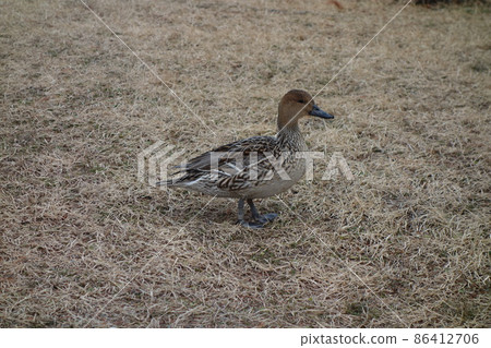 A duck taking a walk 86412706
