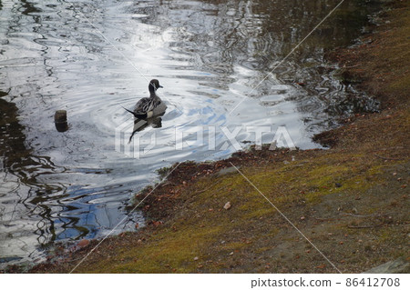 Water duck duck 86412708