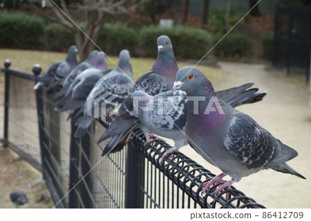 Pigeon break 86412709