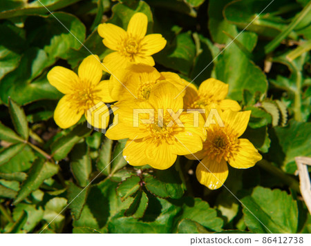 Ryukinka blooming in Oze and Ozegahara 86412738