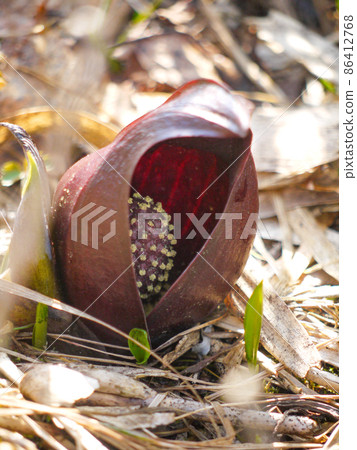 Skunk cabbage blooming in Oze / Spring Ozegahara 86412768