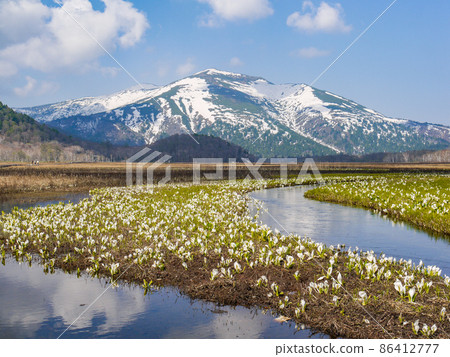 A typical landscape of Oze, the skunk cabbage blooming in Ozegahara A typical landscape of Oze, the skunk cabbage blooming in Ozegahara 86412777