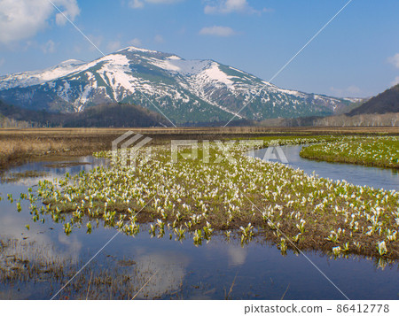 尾瀨的典型景觀，在尾瀨原盛開的臭鼬白菜 86412778