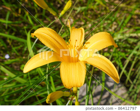 Nikkokisuge blooming in Oze and Ozegahara 86412797