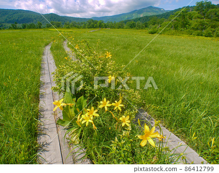 Nikkokisuge blooming in Oze and Ozegahara 86412799
