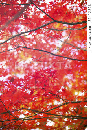 鮮紅的秋葉和溢出的光(漏光) 鮮紅的秋葉和溢出的光(漏光) 86412898