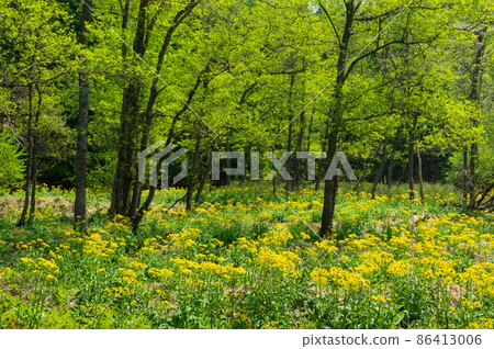 Sawao pierotis from Lake Yogo, Shiga Prefecture Sawao pierotis from Lake Yogo, Shiga Prefecture 86413006