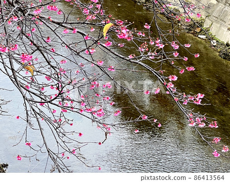 沖繩那霸瑜伽公園盛開的猩紅色櫻花 86413564