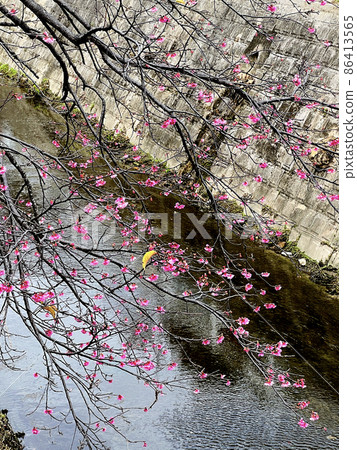 沖繩那霸瑜伽公園盛開的猩紅色櫻花 86413565