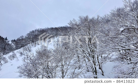 滑雪場控制區外的沼澤風光和雪中長出的雪松 86413823