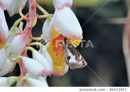 Udaspes folly 吸蜜（沖繩縣石垣島） 86413851