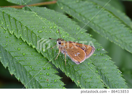 Ochabaneseri with closed wings (Shikaoi Town, Hokkaido) Ochabaneseri with closed wings (Shikaoi Town, Hokkaido) 86413853
