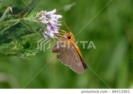 雄性Bibasis aquilina 吸蜜(北海道層雲峽) 雄性Bibasis aquilina 吸蜜(北海道層雲峽) 86413861