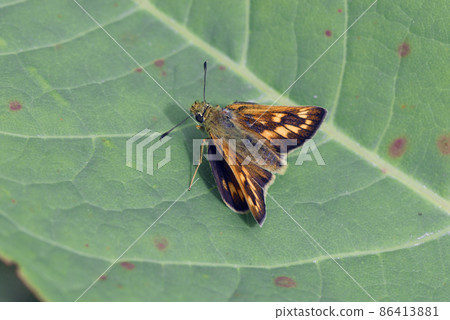雌性 Ochlodes venatus (北海道帶廣市) 雌性 Ochlodes venatus (北海道帶廣市) 86413881