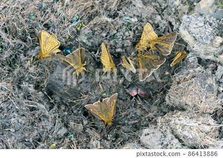 Thoressa varia gathering in animal dung (Shikaoi Town, Hokkaido) Thoressa varia gathering in animal dung (Shikaoi Town, Hokkaido) 86413886