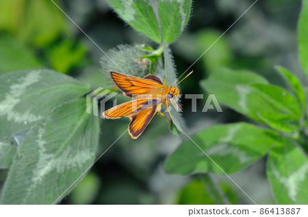Male of Sujiguro Chabaneseri (Niimi City, Okayama Prefecture) 86413887