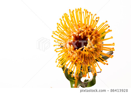 [Flower photo on a white background] A macro shot of a popular wildflower pincushion from the front 86413928