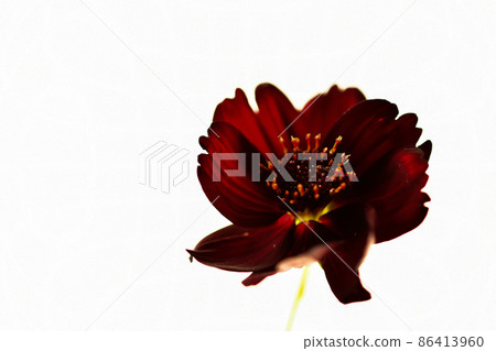 [白色背景上的花卉照片] 巧克力波斯菊特寫鏡頭 86413960