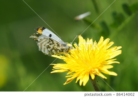 Anthocharis scolymus (雄) 吸蒲公英花 86414002