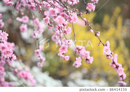 Spring in full bloom, peach blossoms and forsythia 86414150