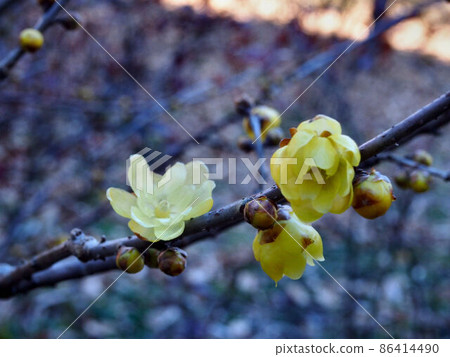Signs of spring: Japanese allspice in Akabane Ryokuchi Signs of spring: Japanese allspice in Akabane Ryokuchi 86414490