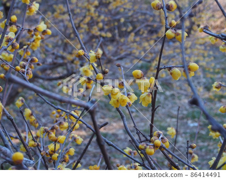 Signs of spring: Japanese allspice in Akabane Ryokuchi 86414491
