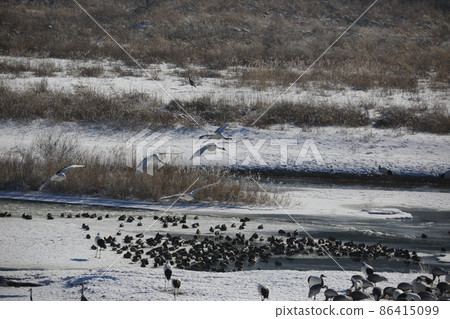 Gangwon-do. Cheorwon Crane Village. Red-crowned Crane. Birdwatching Gangwon-do. Cheorwon Crane Village. Red-crowned Crane. Birdwatching 86415099