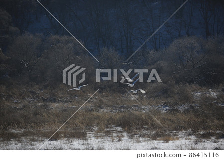 江原道、鐵原鶴村、丹頂鶴、觀鳥 86415116