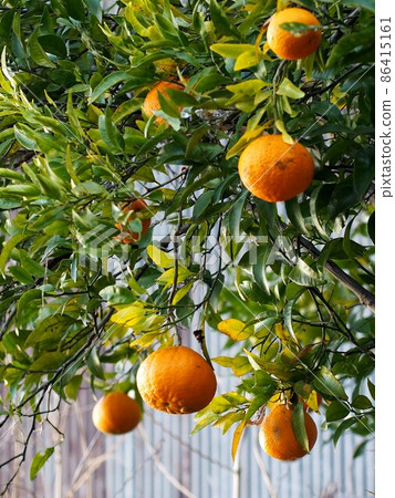 Daidai in front of the galvanized iron hut (branches that hang down with orange fruits) 86415161