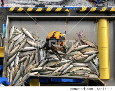 [Hokkaido] Landing of autumn salmon (Hokkaido Utoro Fishing Port) 86415228