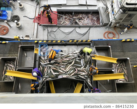 [Hokkaido] Landing of autumn salmon (Hokkaido Utoro Fishing Port) 86415230