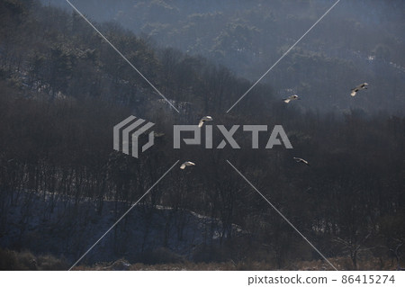 江原道、鐵原鶴村、丹頂鶴、觀鳥 江原道、鐵原鶴村、丹頂鶴、觀鳥 86415274