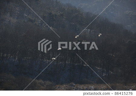 江原道、鐵原鶴村、丹頂鶴、觀鳥 江原道、鐵原鶴村、丹頂鶴、觀鳥 86415276