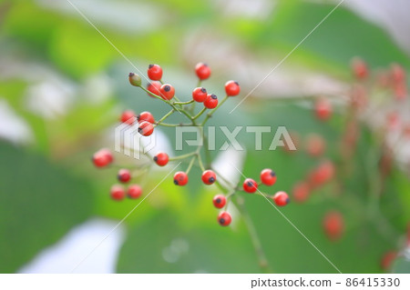 Red fruit of wild thorn (Neubara) 86415330