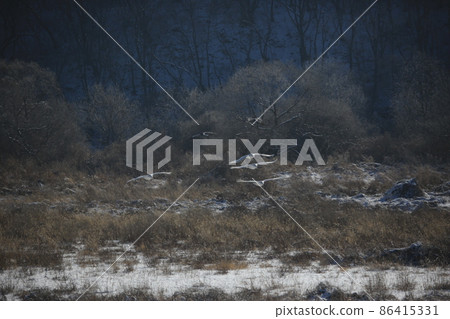 Gangwon-do. Cheorwon Crane Village. Red-crowned Crane. Birdwatching 86415331