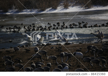 Gangwon-do. Cheorwon Crane Village. Red-crowned Crane. Birdwatching Gangwon-do. Cheorwon Crane Village. Red-crowned Crane. Birdwatching 86415360