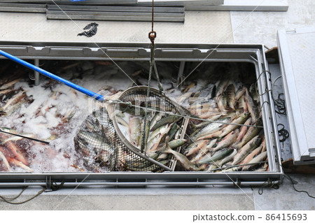 [Hokkaido] Landing of autumn salmon (Hokkaido Utoro Fishing Port) 86415693