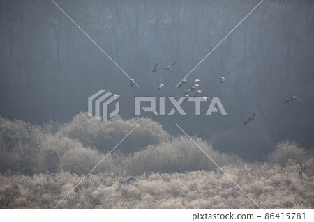 Gangwon-do. Cheorwon Crane Village. Red-crowned Crane. Birdwatching 86415781