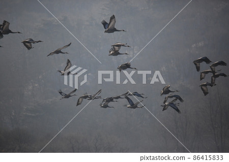 Gangwon-do. Cheorwon Crane Village. Red-crowned Crane. Birdwatching Gangwon-do. Cheorwon Crane Village. Red-crowned Crane. Birdwatching 86415833